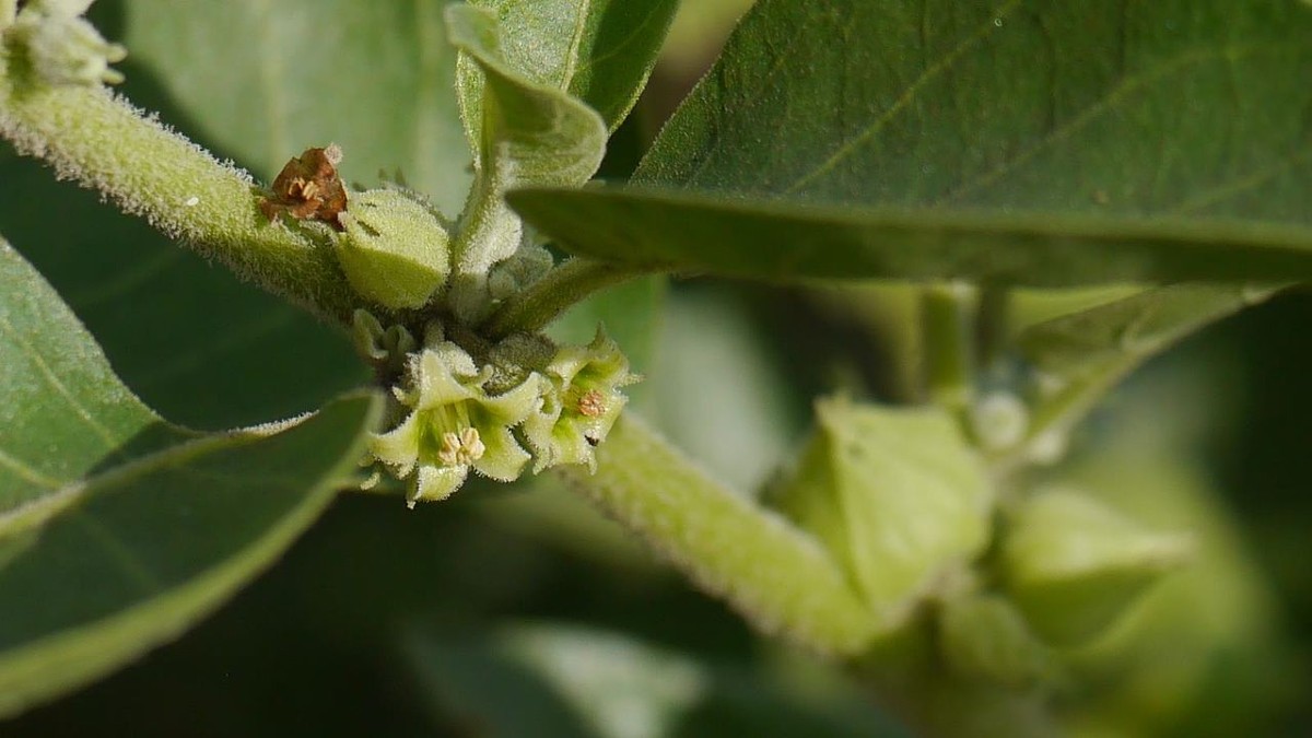 Ashwagandha