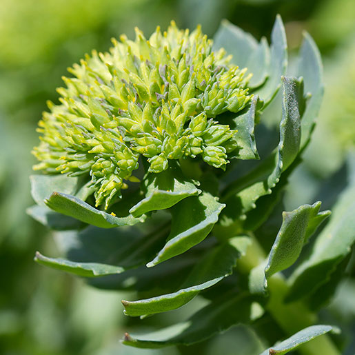 Rhodiola - Building Muscle