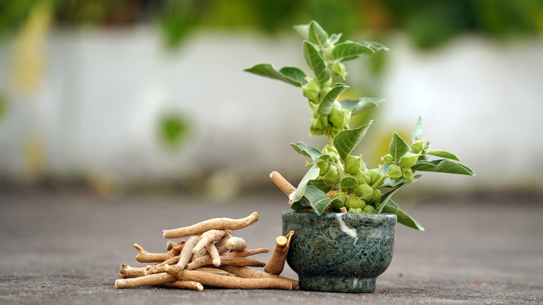 Ashwagandha Increase Testosterone